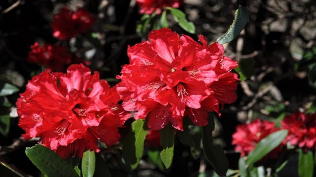 बांदल घाटी के गांवों में निर्मित शुद्ध ग्राम्य उत्पादों की प्रदर्शनी
